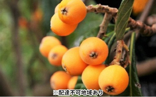 先行予約受付中！島育ち！初夏の味覚「びわ」約1kg