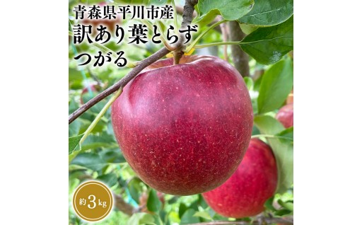 ≪2026年8月下旬頃より発送≫青森県産 訳あり つがる 約3kg