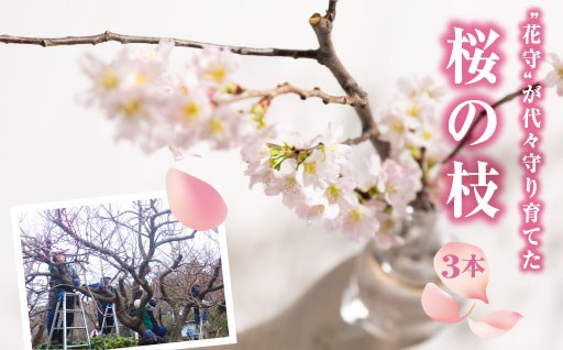 【希少品種】”花守”が代々守り育てた桜の枝