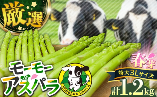 【期間限定】希少な3Lサイズのみを厳選！ モーモーアスパラ 春芽 3L 1.2kg（3月中旬から順次発送） 