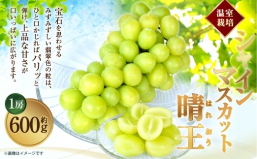 【先行予約】温室 シャインマスカット 晴王 1房 約600g