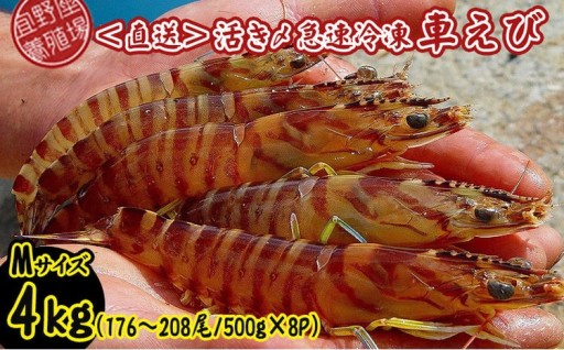 【養殖場から直送】活き〆急速冷凍車えび　Mサイズ　約4kg（176～208尾/500g×8P）