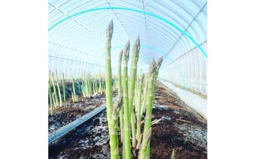 【先行予約】春限定お届け!太いほど甘い【北海道産 春のアスパラガス】 約1kg 2L-3L