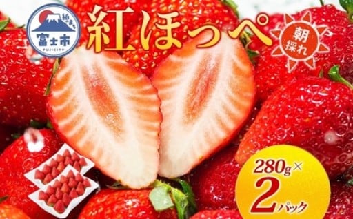 期間限定 富士市産 いちご 紅ほっぺ 約280g×2p 朝どれ 新鮮いちご [sf123-001]