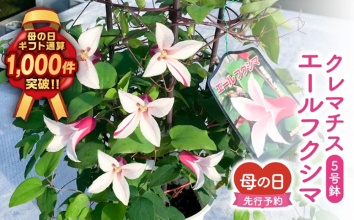 【母の日ギフト】エールフクシマ クレマチス 5号鉢