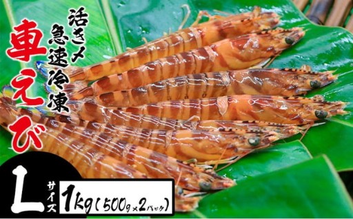 活き〆急速冷凍車えび【Lサイズ】　1kg（500g×2パック）