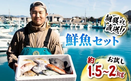 旬の魚をお届け！ 鮮魚セット  約1.5～2kg
