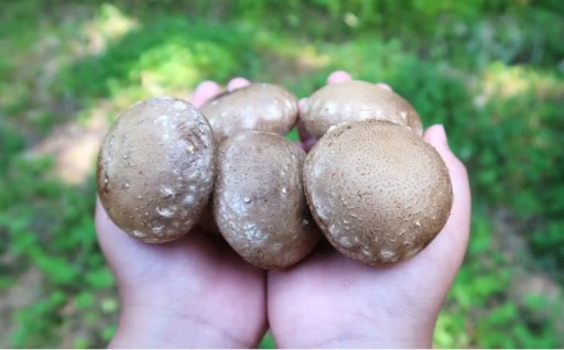 ＼自社厳選／こだわり極旨「菌床生しいたけ１kg」