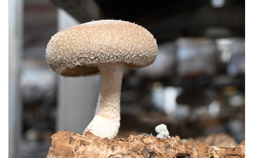 北海道奈井江町産『肉厚生しいたけ』