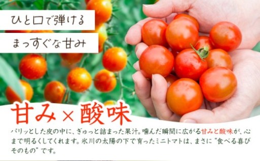 今が旬！樹上でじっくり完熟させた 氷川町産ミニトマト（1kg〜3kg）