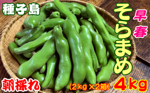 種子島　早春のそらまめ（４ｋｇ）