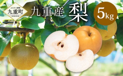 九重産 3L以上 梨 約5kg 【2026年9月上旬から10月上旬発送予定】