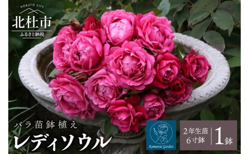 バラ苗鉢植え「レディソウル」