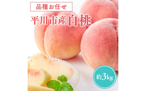 8月～9月発送予定 品種お任せ白桃 約3kg