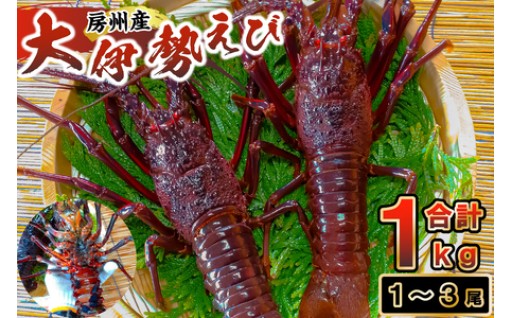 房州産大伊勢えび　約1kg