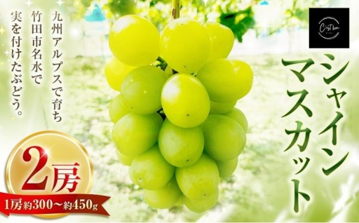 九州アルプスで育ち竹田市名水で実を付けた シャインマスカット 2房
