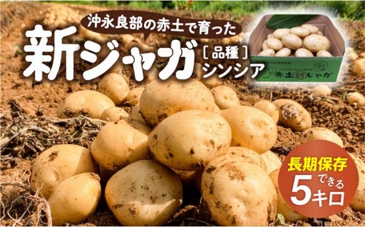 沖永良部の赤土で育った新じゃがいもシンシア 5kg🥔
