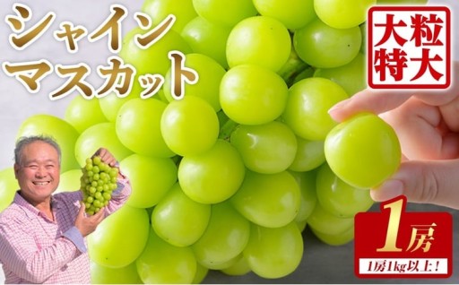 ≪先行予約受付中！≫シャインマスカット 大サイズ 1房 (1房1kg以上)