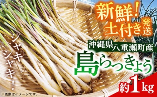【NEW】沖縄県産 島らっきょう 約1kg【新地農園】