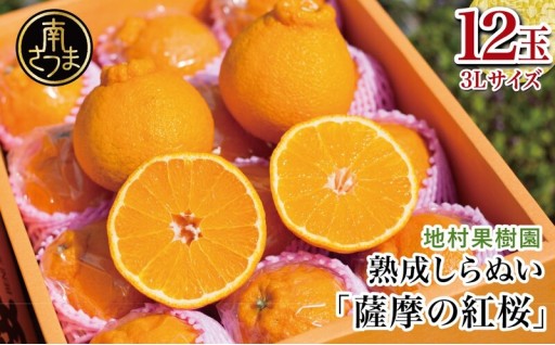 濃厚な甘み 熟成不知火「薩摩の紅桜」