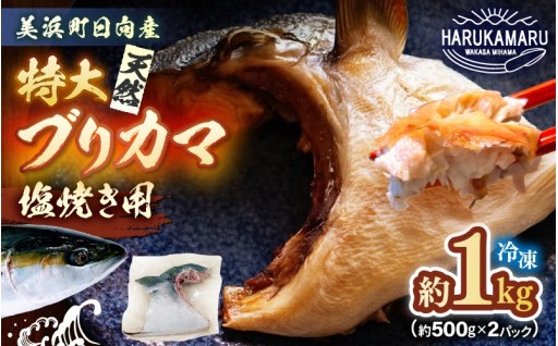 【希少部位】天然物！特大サイズ！大トロ肉付き✨