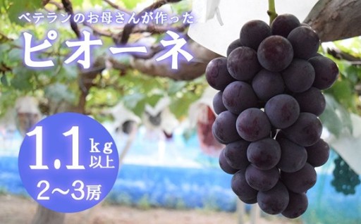 【フルーツ王国山梨】ピオーネ １．１ｋｇ以上（２～３房）