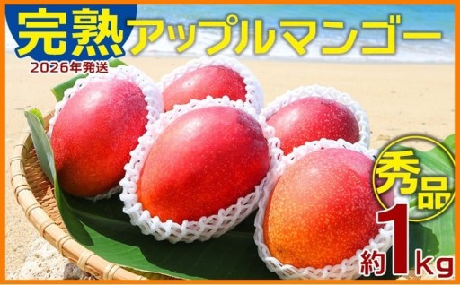 【2026年発送】農園一番人気の完熟アップルマンゴー秀品・約1kg
