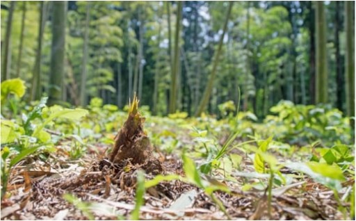 【春の味覚】たけのこ受付再開！