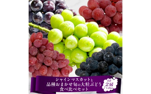 🟣🟢🔴一つ一つ丁寧に育てました！農家直送ぶどうセット🟣🟢🔴