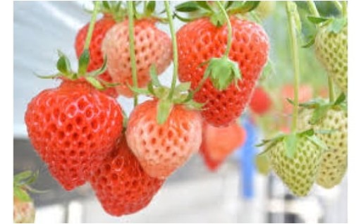 新潟幻のいちご「越後姫」受付中中！