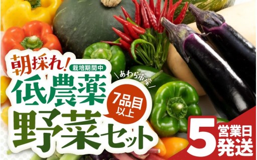 【農家直送】安心の低農薬🌿朝採れの新鮮野菜セット