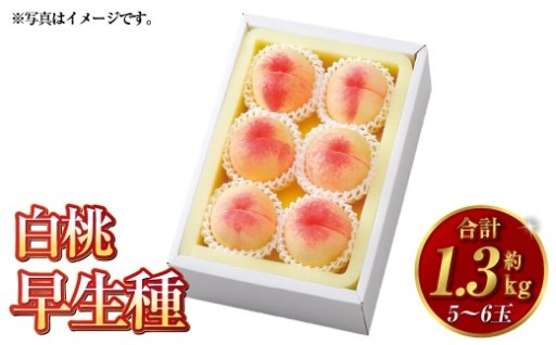 白桃 早生種 5～6玉（約1.3kg）