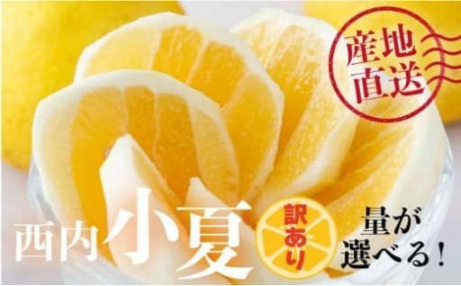 人気の『訳あり 西内小夏』先行予約受付中！