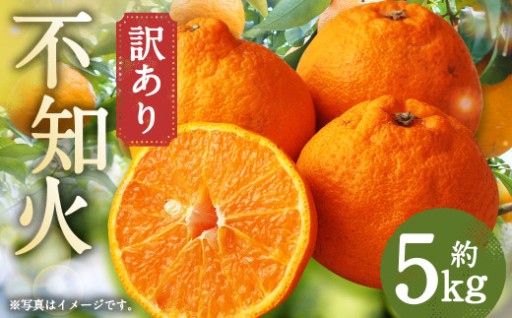 訳あり ご家庭用 長崎県時津町産 不知火 約5kg【2026年3月下旬発送開始】 