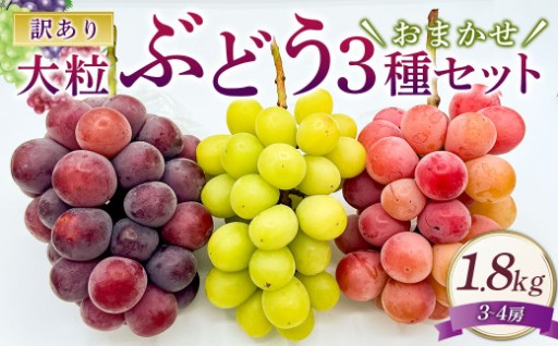 訳あり 大粒 ぶどう 3種 セット 3～4房 計約1.8kg【2026年10月上旬から12月下旬頃迄発送予定】