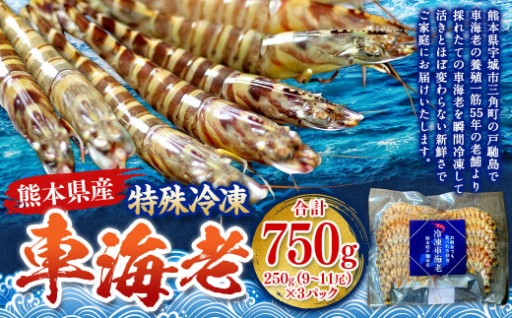 特殊冷凍 車海老 約750g（27～33尾） 