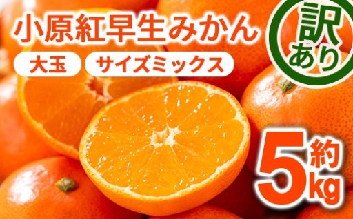 ＜2026年12月上旬以降発送予定＞＜訳あり・選べるサイズ＞小原紅早生みかん(約5kg/サイズミックス・大玉)