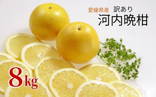 春の柑橘代名詞✨河内晩柑🍊訳ありご家庭用8kg😊サイズミックス