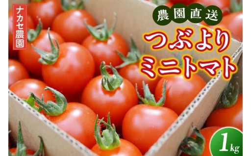 🍅農園直送 つぶより ミニトマト 1kg入り🍅