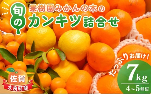 果樹園みかんの木の旬のカンキツ詰合せ 7kg