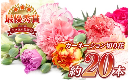 カーネーション 切り花 ミックス 約 20本