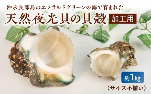 沖永良部島の天然夜光貝の貝殻（加工用）1kg🐚✨