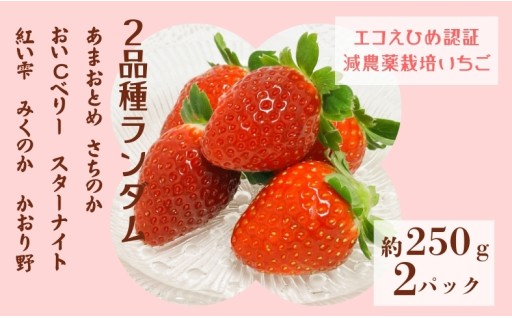 【締め切り間近】いちご２パック🍓ランダム2品種食べ比べ🚚農園直送