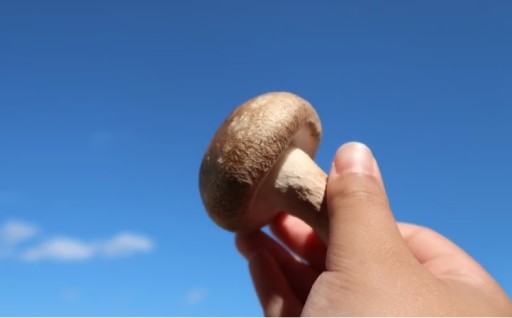 平日着 土日着 も選べる 厳選菌床しいたけ１kg