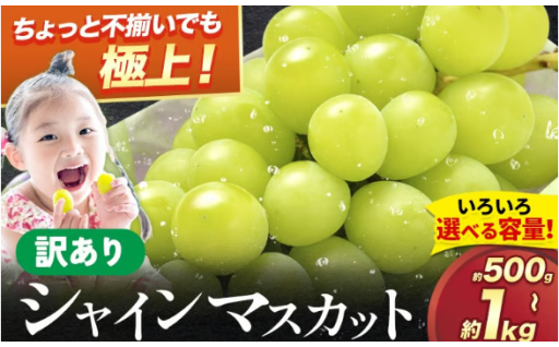 生産者応援企画！シャインマスカット