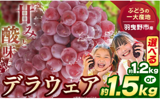 甘みと酸味の黄金バランス！ デラウェア