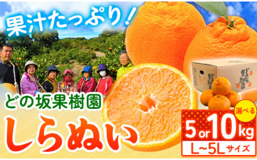 只今旬真っ盛り！どの坂果樹園直送 旬の味覚 不知火をお届け