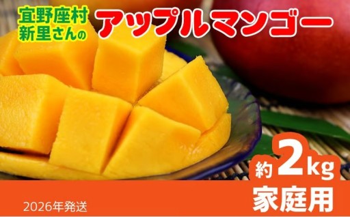 【2026年発送】宜野座村の新里守清さんのアップルマンゴー家庭用（約2kg） 