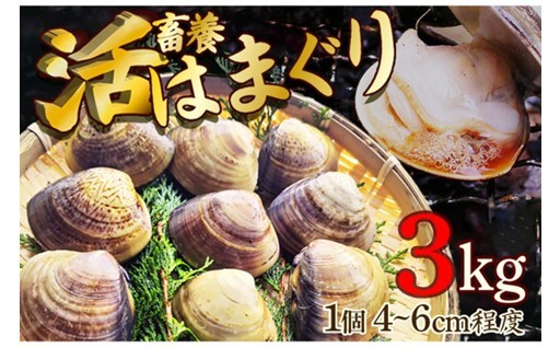 ぷりぷり！肉厚！活はまぐり🌊