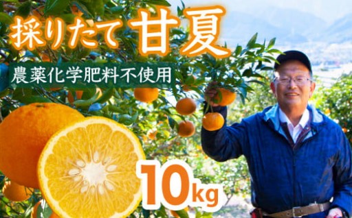 【先行予約 ５月出荷】 採りたて 甘夏 10Kg